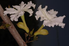 Dolichandrone falcata var. falcata